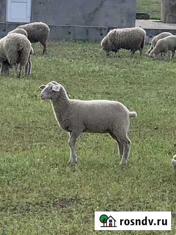 Бараны на племя,Метисы,Чистые немецкие Мериноланды Тимашевск - изображение 1