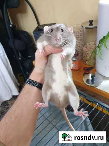 Случка, вязка дамбо серая норка Московский - изображение 1