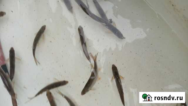 Живец Карась Плотва Окунь Рославль - изображение 1