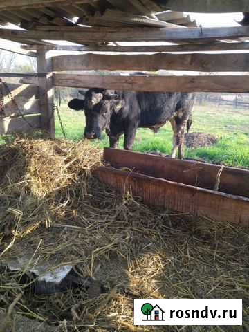 Бык Советская - изображение 1