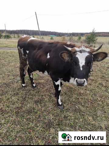 Корова Бронницы - изображение 1