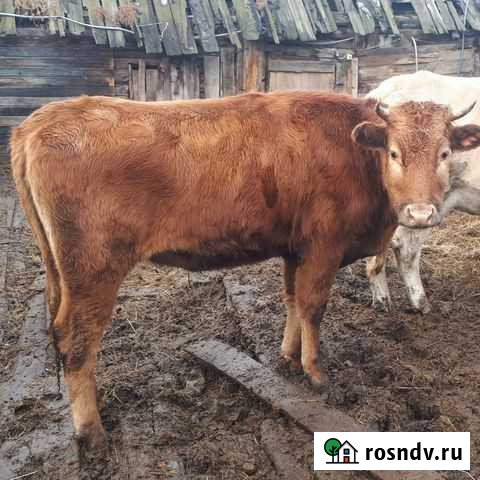 Продам телку Саяногорск - изображение 1