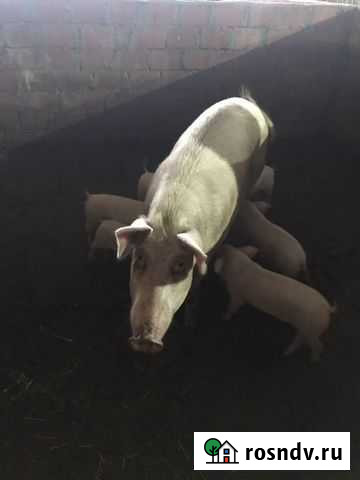 Мясо.Продаю поросят. Домашняя Тушенка Говядина Клин - изображение 1