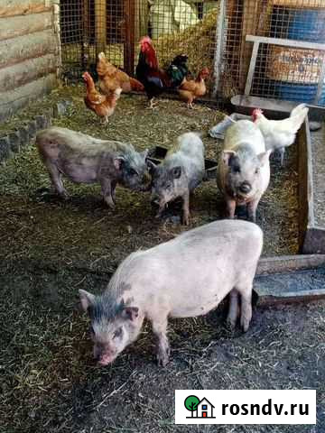 Поросята 4 мес Артемовский - изображение 1