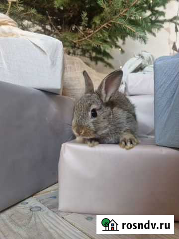 Декоративные кролики Тюмень - изображение 1