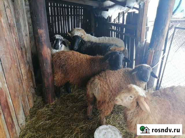 Баран Куйбышев - изображение 1