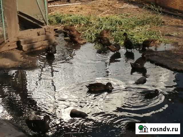 Подсадные утки Новотроицк - изображение 1