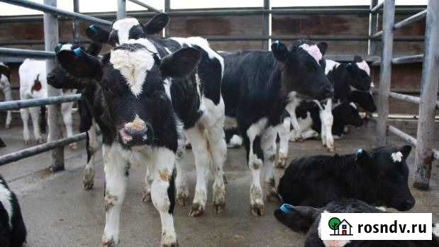 Новый завоз бычков Тихорецк - изображение 1