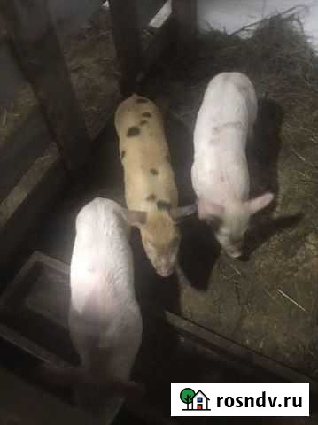 Поросята Кашира - изображение 1