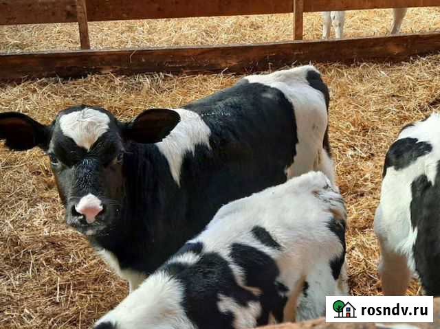 Бычки и телочки, от 1 месяца, до 3х Армавир - изображение 1