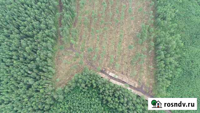 Заготовка леса Выльгорт - изображение 1