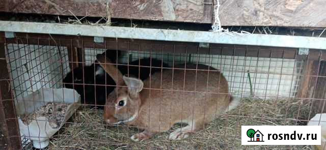 Продам кроликов Раменское - изображение 1