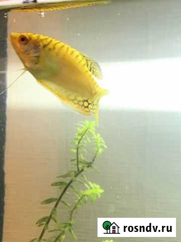 Аквариумные рыбки золотые Всеволожск - изображение 1
