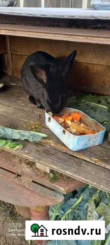 Кролики мясных пород Минусинск - изображение 1