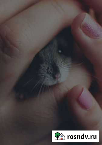 Хомяк Грозный - изображение 1