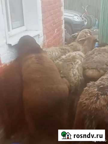 Баран Эльдебаевский Саргатское - изображение 1