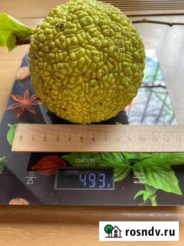 Маклюра крупная (адамово яблоко ) Симферополь - изображение 1