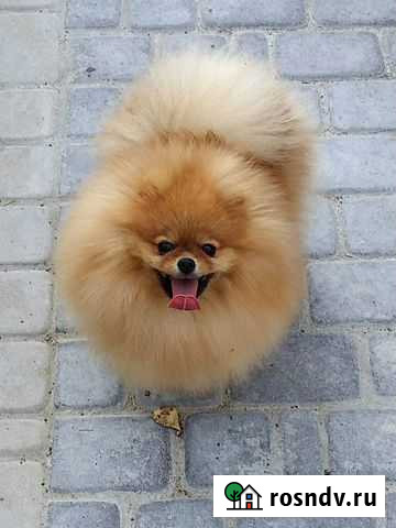 Ветеринарные услуги на дому Нижний Новгород - изображение 1