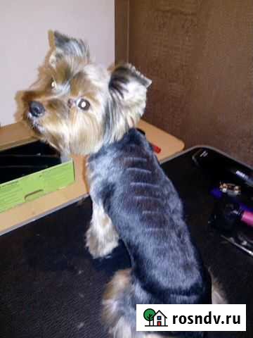 Стрижка и проживание животных рн дружба Киров - изображение 1