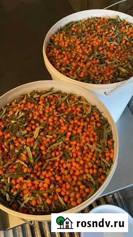 Продам ягоду облепихи Подольск - изображение 1