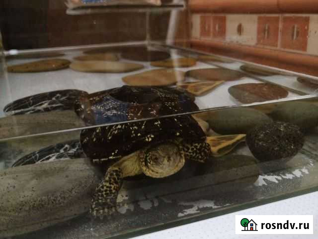 Черепаха озерная с аквариумом Гуково - изображение 1
