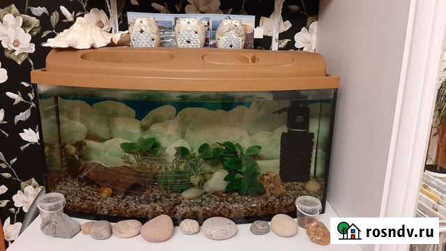 Аквариум с сомами, декором и фильтром Калининград - изображение 1