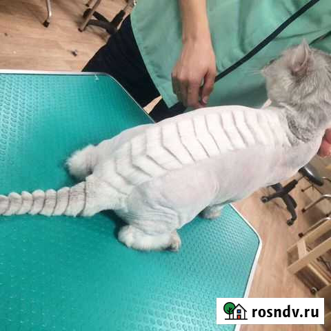 Стрижка собак и кошек. Груминг крупных. Тримминг Новосибирск - изображение 1