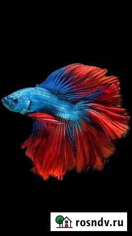 Рыбка петушок Южноуральск - изображение 1