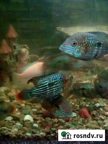 Акара бирюзовая Чайковский - изображение 1