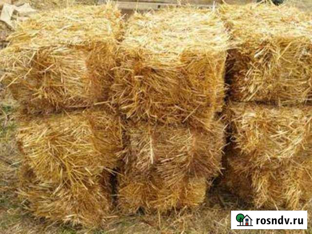 Солома ячьмённая Суровикино - изображение 1