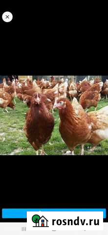 Куры молотки. брау ник.Родонит. Коралл. Доминат Кемерово - изображение 1