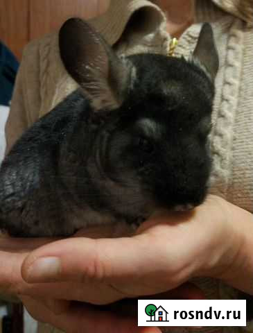 Шиншилла чёрный бархат Геленджик - изображение 1