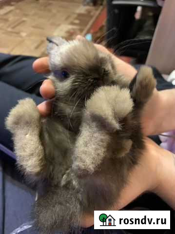 Декоративные кролики Рошаль - изображение 1