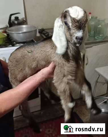 Англо-нубийские козлята Киреевск - изображение 1