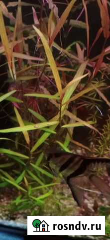 Аквариумные растения Калуга - изображение 1