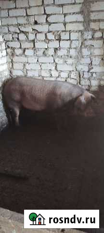 Хряк породы дюрок Яшкуль - изображение 1