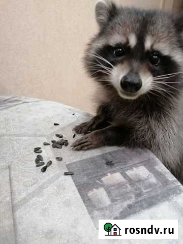 Продам енота Оренбург - изображение 1