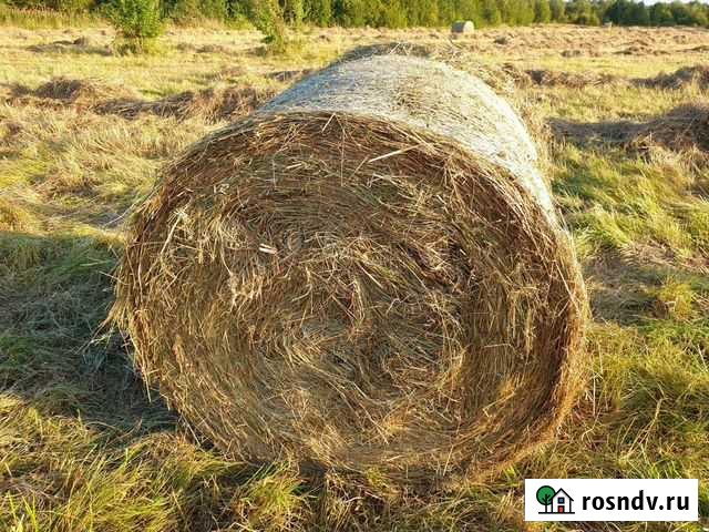 Продажа сена для животных 2021 г Дружная Горка - изображение 1