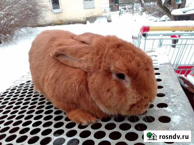 Кролик самец Тверь - изображение 1