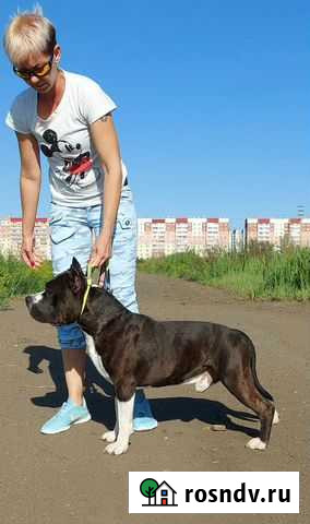 Стаффордширский терьер вязка Челябинск - изображение 1