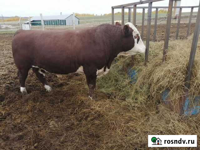 Герефорды. Быки Рыбная Слобода - изображение 1