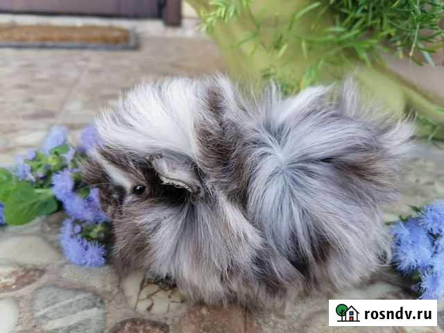 Морские свинки Славянск-на-Кубани - изображение 1