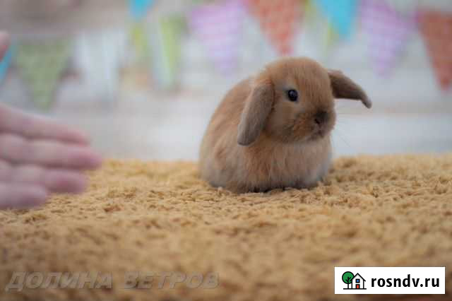 Девочка вислоухий кролик минилоп Москва - изображение 1