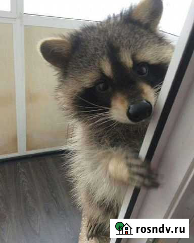 Енот Мытищи - изображение 1