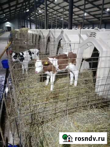 Бычки Телята Богучар - изображение 1