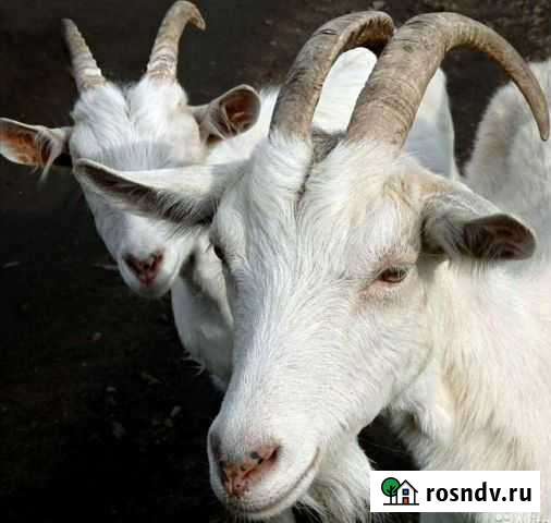 Коза дойная, и козлята Свирск - изображение 1