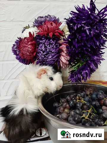 Морская свинка бесплатно Йошкар-Ола - изображение 1