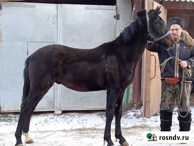 Орловский рысак Усть-Кишерть - изображение 1