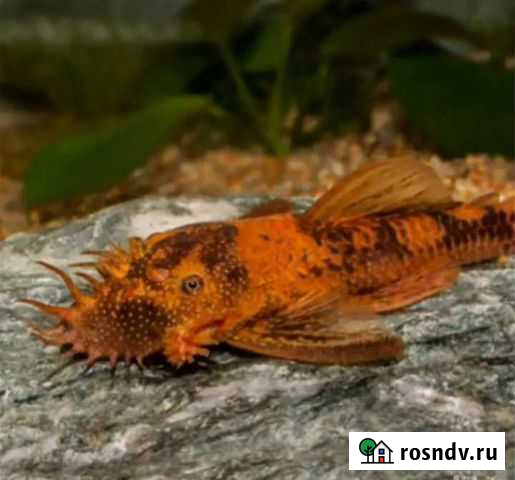 Сомы Артемовский - изображение 1