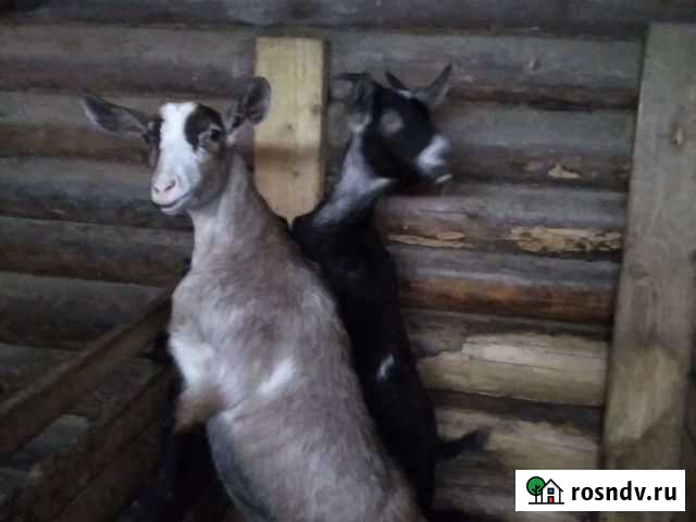 Козы, козочки, козел Елизаветино - изображение 1